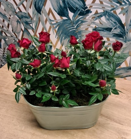 Petite Rose Planter