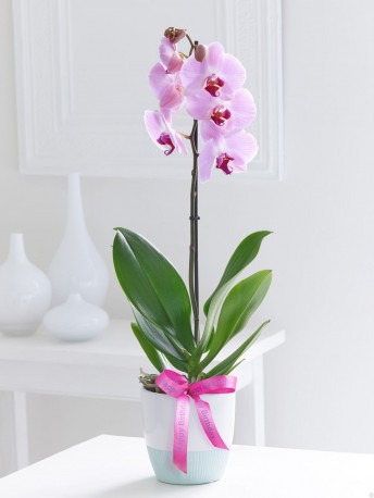 Happy Birthday Phalaenopsis Orchid