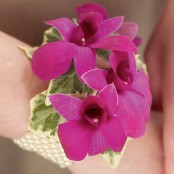 Rich Purple Dendrobium Orchid Wrist Corsage