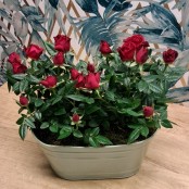 Petite Rose Planter